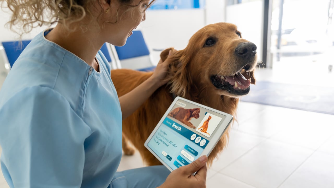 Nuevos dispositivos inteligentes permiten monitorear la salud de las mascotas.