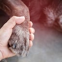 La razón por la que los perros mueren con los ojos abiertos.