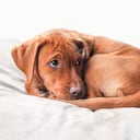 Normalmente los perros suelen dar vueltas antes de acomodarse para dormir.