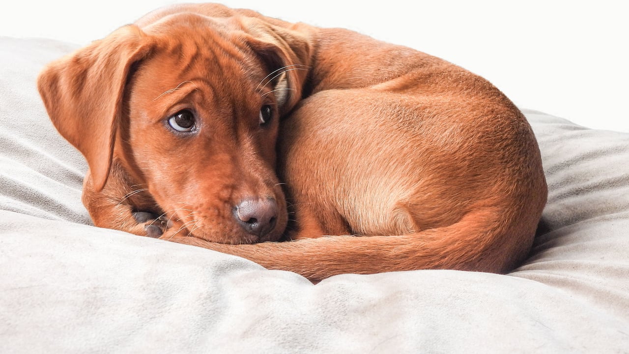 Normalmente los perros suelen dar vueltas antes de acomodarse para dormir.