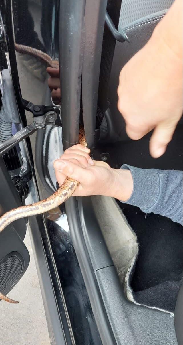 Serpiente en auto