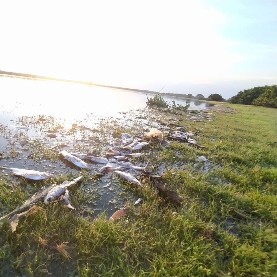 Pescadores y habitantes de zonas aledañas al corregimiento de La Candelaria advirtieron sobre la masiva muerte de arencas. Foto: Federación de Pescadores Artesanales y Ambientalistas  del Cesar.