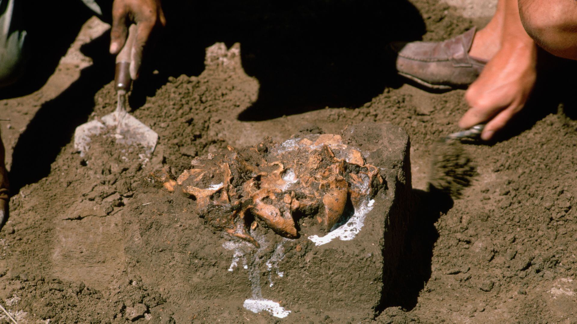 Descubren que uno de los primeros ancestros humanos ya era bípedo.