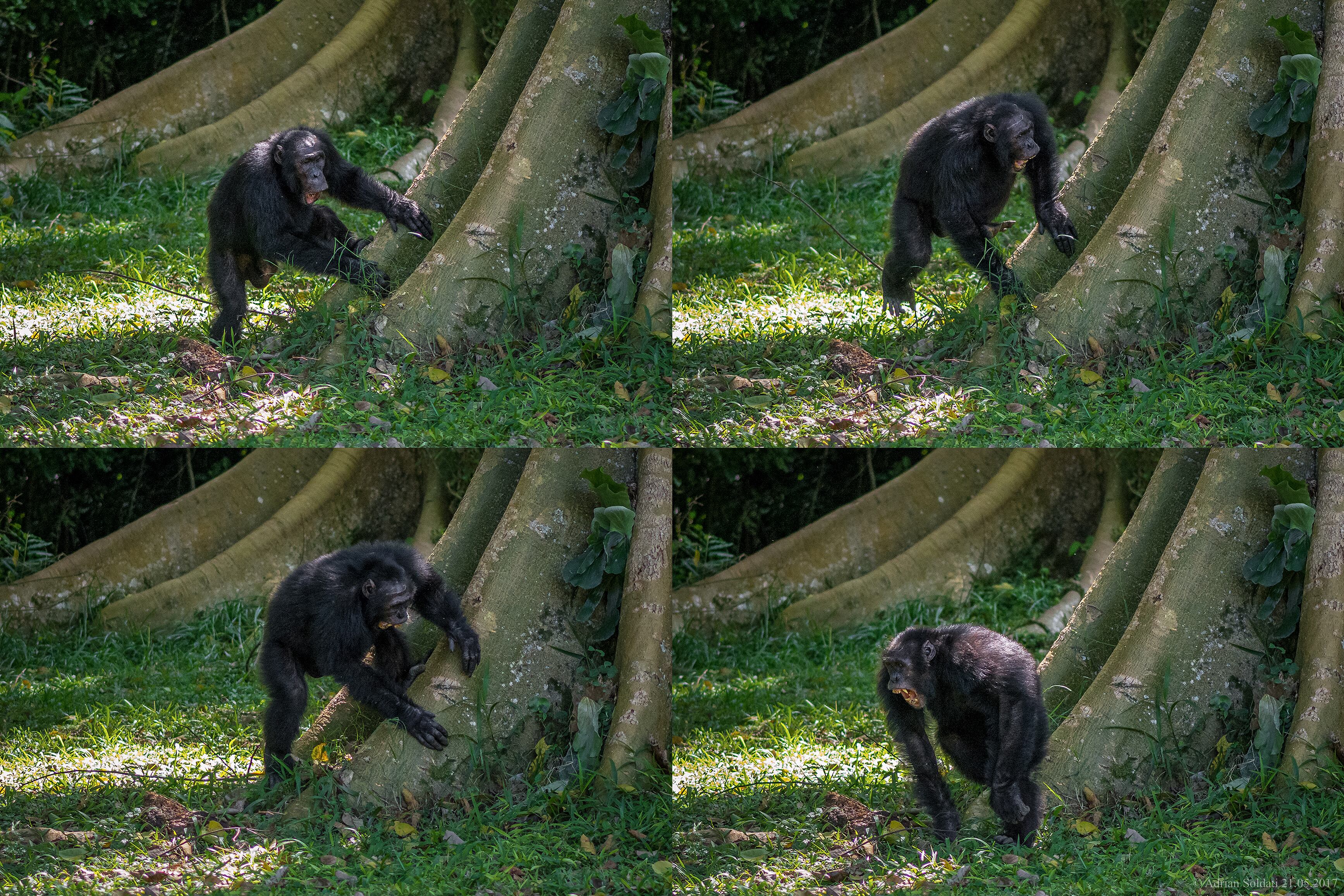 (COMBO) This handout combination of undated photographs released by University of St Andrews on September 6, 2022 shows a chimpanzee drumming on a tree in Uganda�s Budongo Forest. - Chimpanzees drummers puff out their chests and let out a guttural yell before stepping up to their kits and furiously pounding out their signature beat so that everyone can tell who is playing. A new study published on September 6, 2022 found that not only do chimpanzees have their own styles, some preferring straightforward rock beats while others are more freeform like jazz, but they also know how to hide that signature sound in case they don't want their location revealed. (Photo by Adrian Soldati / University of St Andrews / AFP) / RESTRICTED TO EDITORIAL USE - MANDATORY CREDIT "AFP PHOTO / University of St Andrews / Adrian Soldati" - NO MARKETING NO ADVERTISING CAMPAIGNS - DISTRIBUTED AS A SERVICE TO CLIENTS