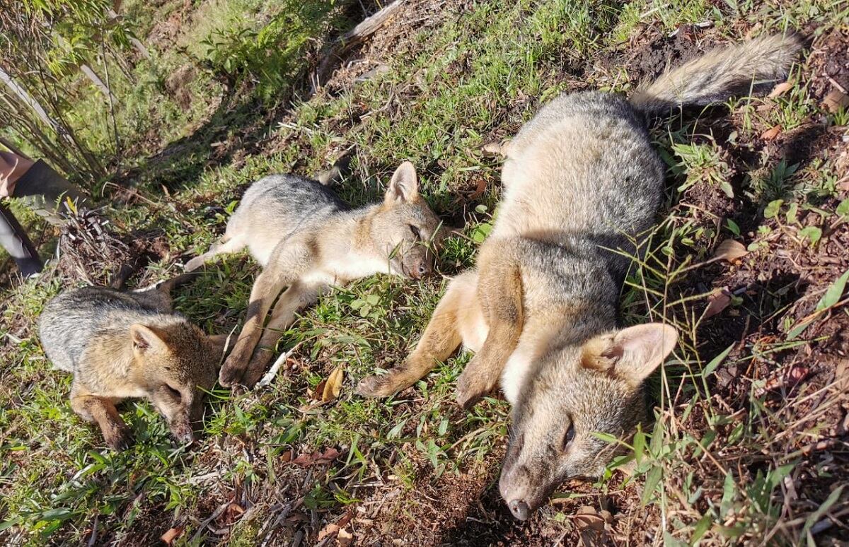 Zorros envenenados en Antioquia