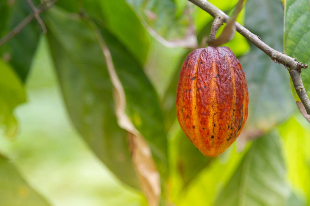 Cultivo de cacao
