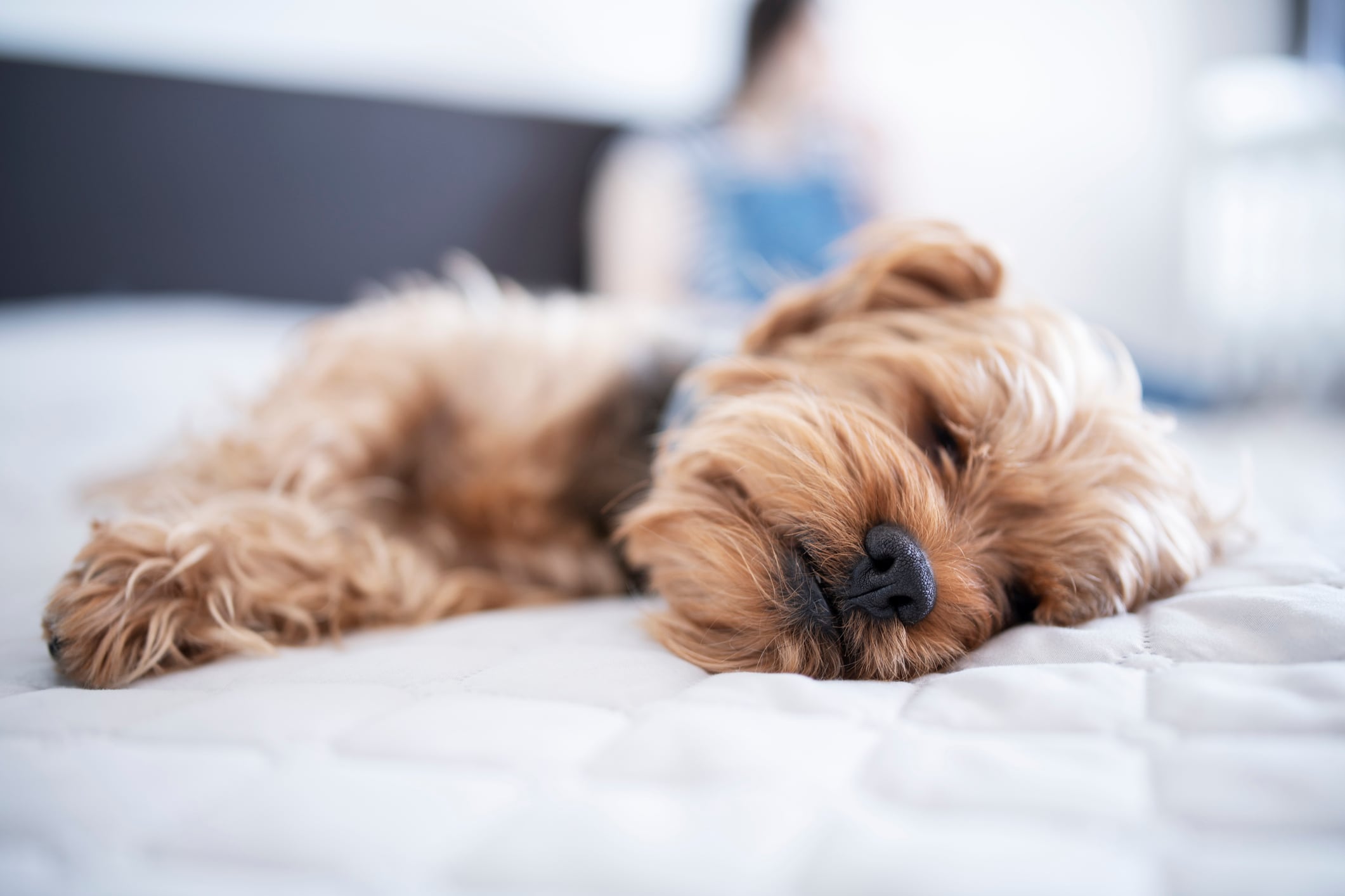 Perro durmiendo en la cama