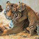 Catalogados como los felinos más grandes del mundo. Foto: Getty Images.