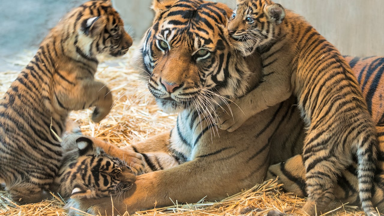 Catalogados como los felinos más grandes del mundo. Foto: Getty Images.