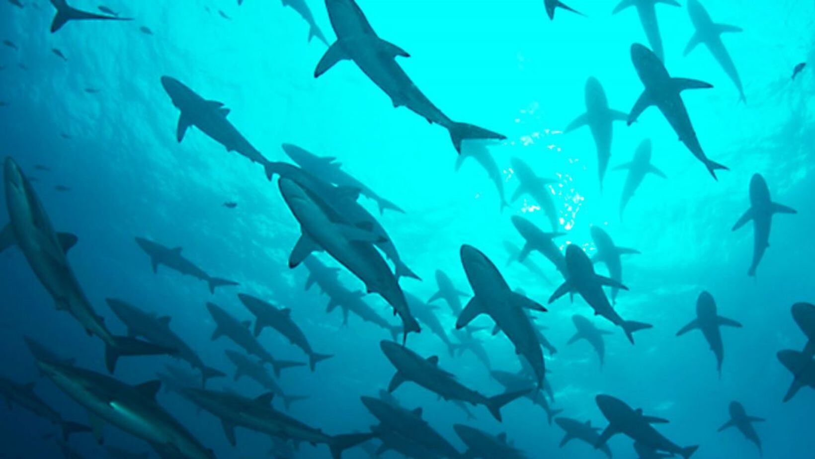 Buceo en la Isla Malpelo, la roca viviente del Pacífico colombiano