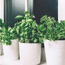 El cilantro es una de las hierbas aromáticas más usadas en la cocina de diversos países.