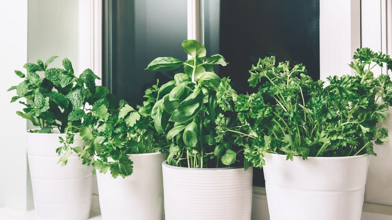 El cilantro es una de las hierbas aromáticas más usadas en la cocina de diversos países.