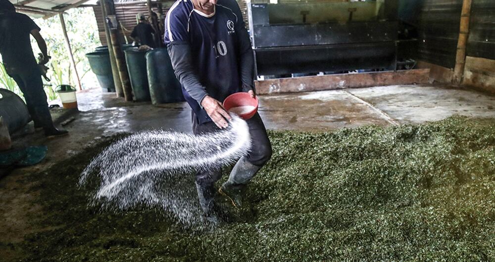 El Plateado es una región pobre, una realidad que contrasta con los ríos de dinero que ingresan de los cultivos ilícitos. 