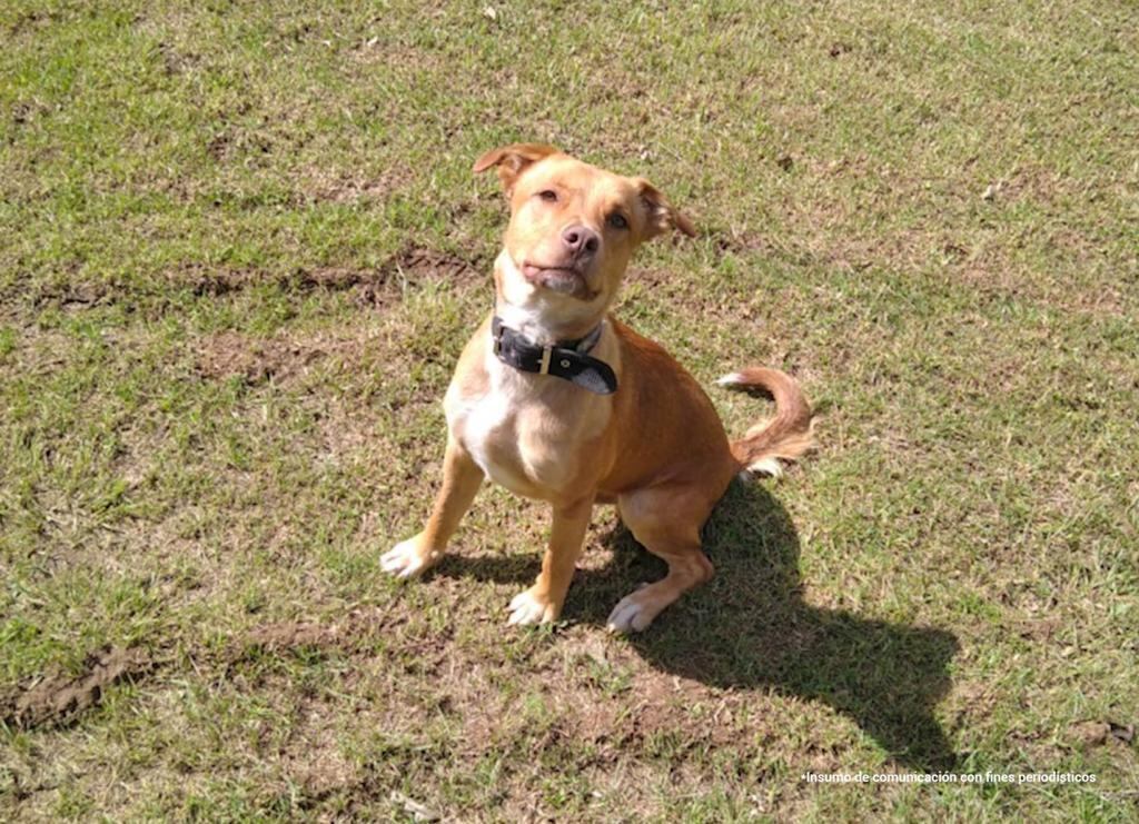 Por el grave ataque del que fue víctima ‘Canelo’, la Fiscalía logró sentencia condenatoria contra el agresor.