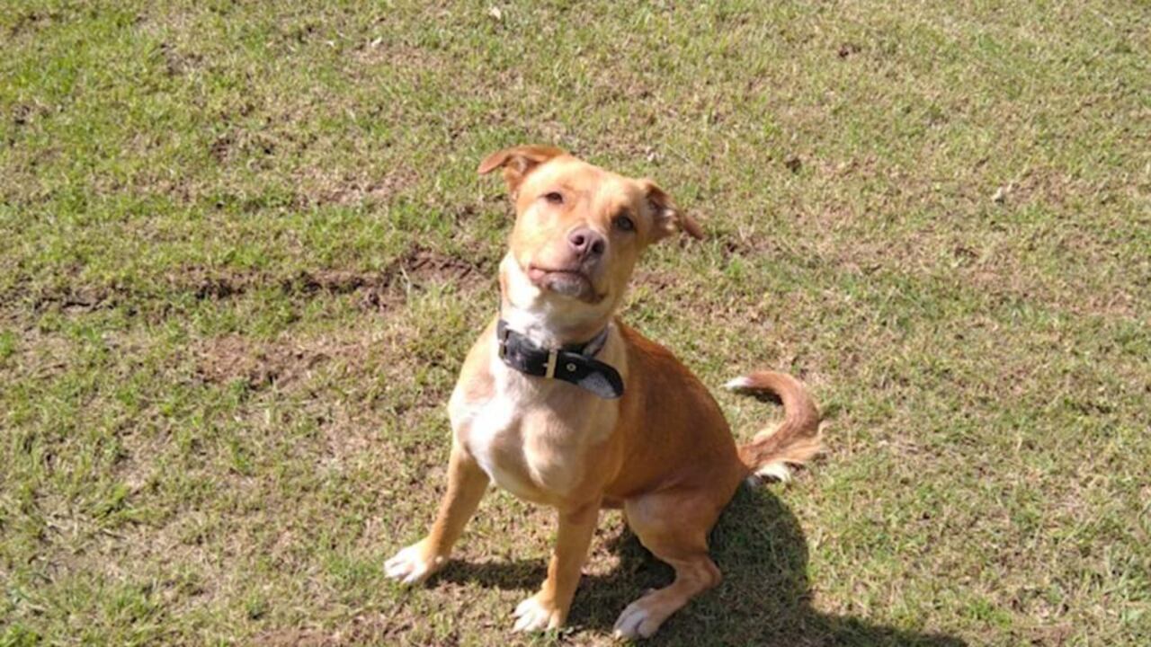 Por fortuna, ‘Canelo’, sobrevivió al ataque.