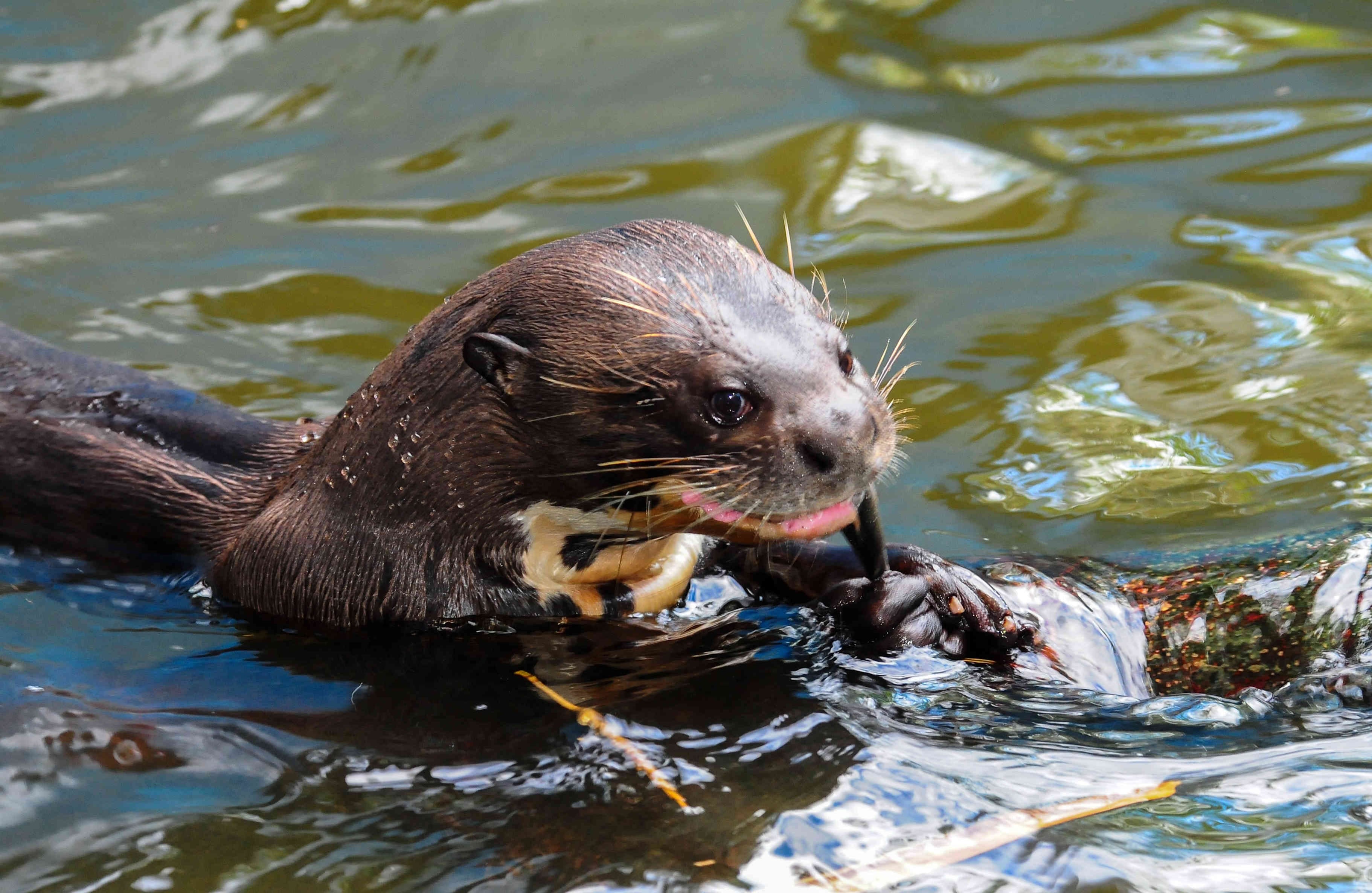 Alberga el 70% de los mamiferos, el 35% de las aves, el 51% de los reptiles, el 40% de los anfibios y el 70% de los peces continentales que hay en Colombia. Foto Fernando Trujillo, Fundación Omacha