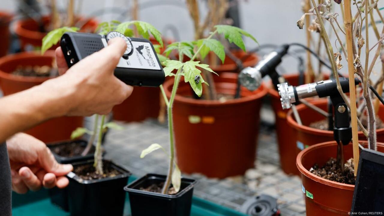 Las polillas prefirieron siempre ir hacia la planta sana y silenciosa.