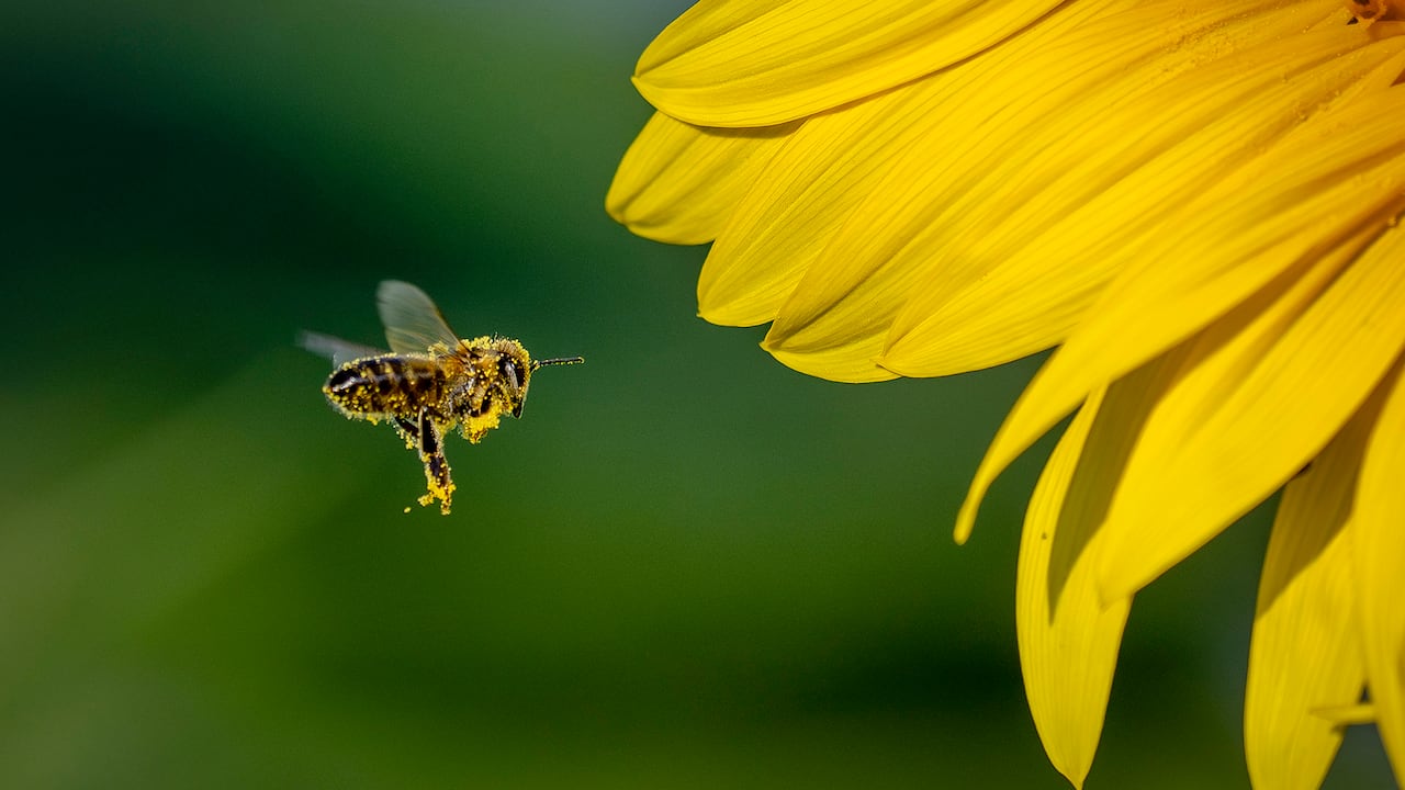 Una abeja vuela hacia un girasol en un campo a las afueras de Frankfurt, Alemania, el miércoles 28 de agosto de 2024.
