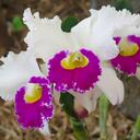 orquídeas blancas con detalles morados