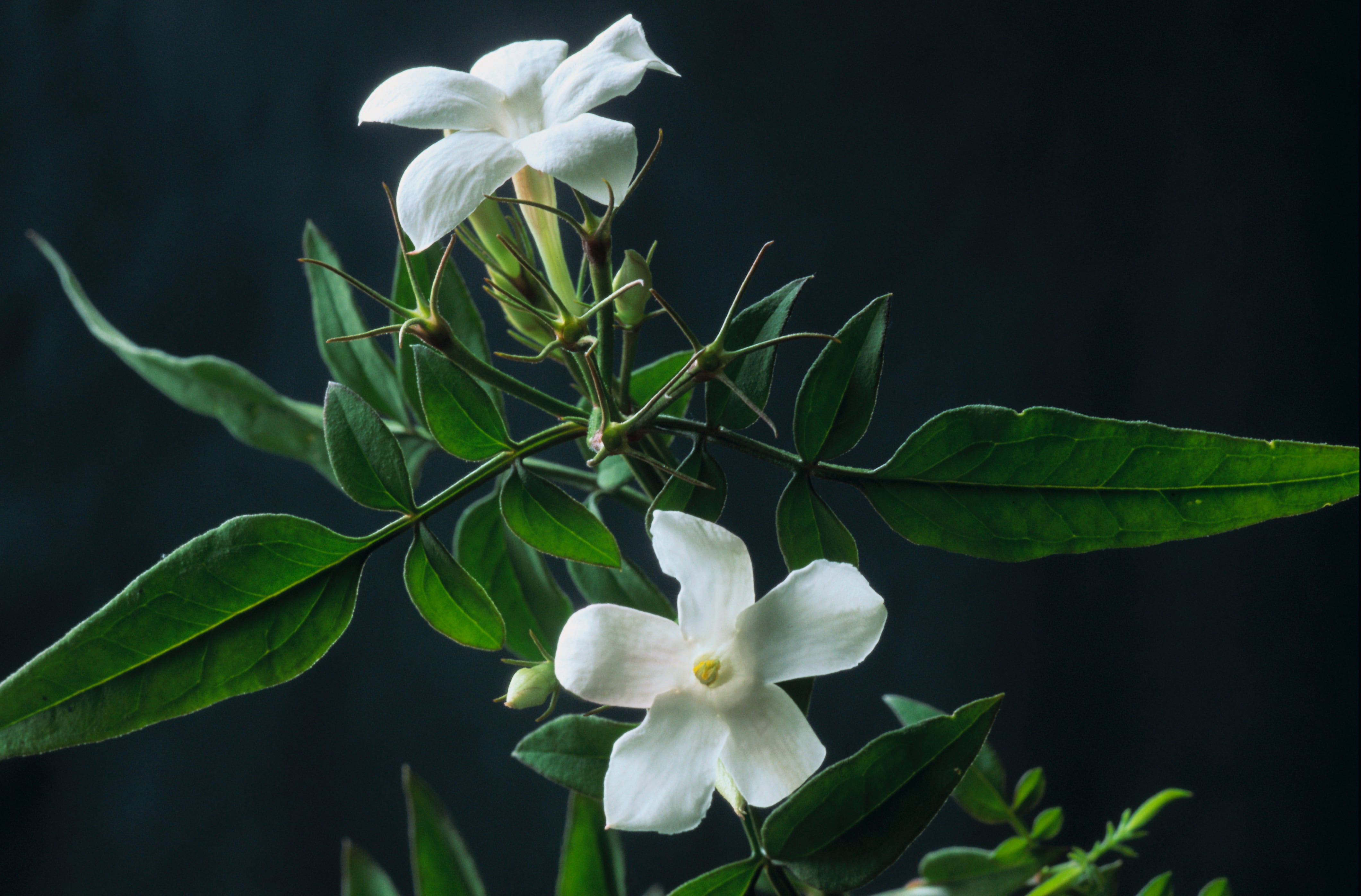 Flores de jazmín