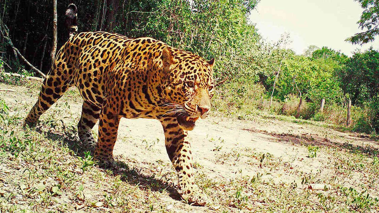 El mercado ilegal de colmillos de jaguar empezó a ser perseguido en 2014