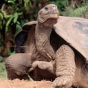 Imagen de referencia de tortuga caminando.