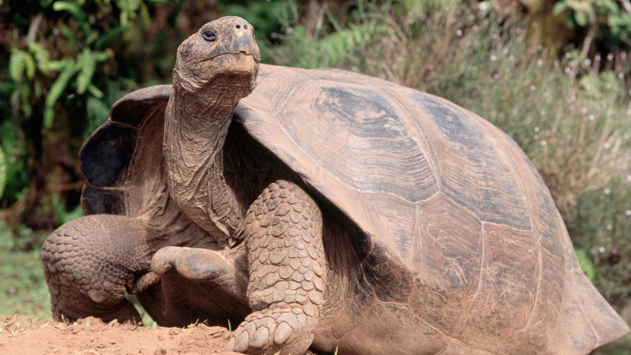 Imagen de referencia de tortuga caminando.