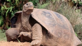 Imagen de referencia de tortuga caminando.