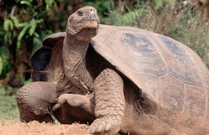 Imagen de referencia de tortuga caminando.