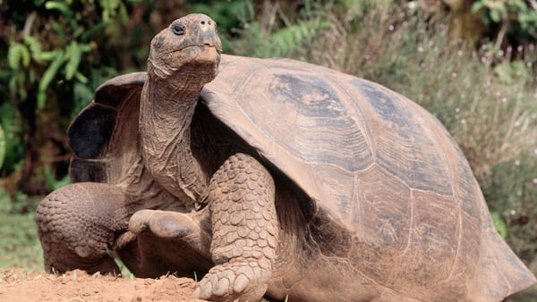 Imagen de referencia de tortuga caminando.