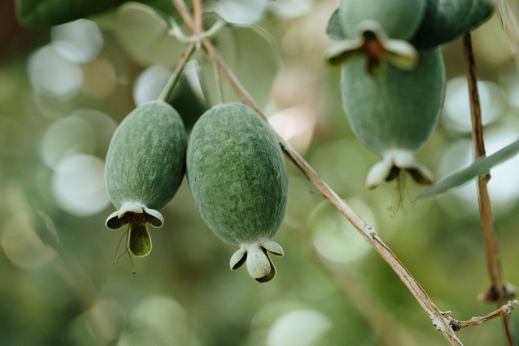 La feijoa es protagonista en la gastronomía de este municipio boyacense.