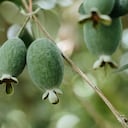La feijoa es protagonista en la gastronomía de este municipio boyacense.