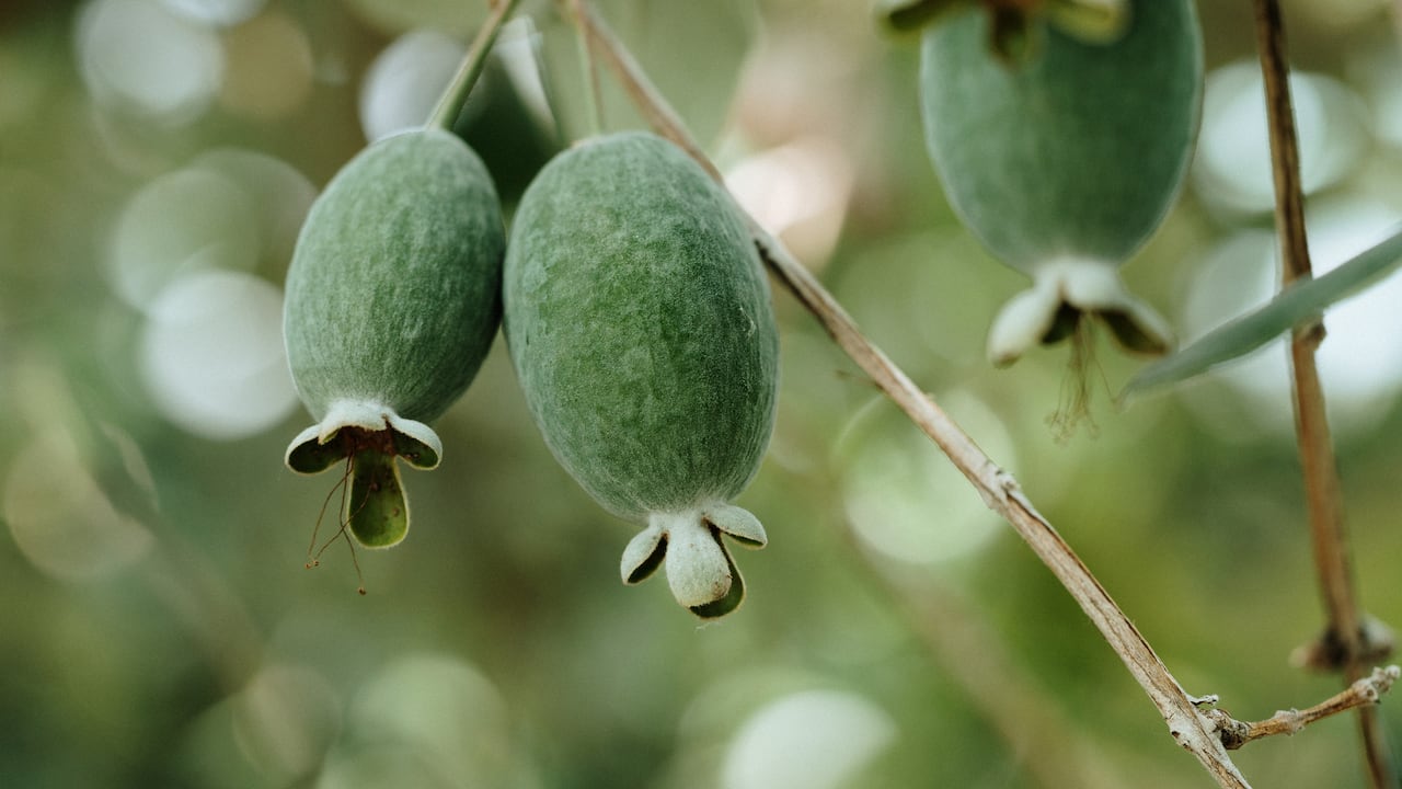 La feijoa es protagonista en la gastronomía de este municipio boyacense.