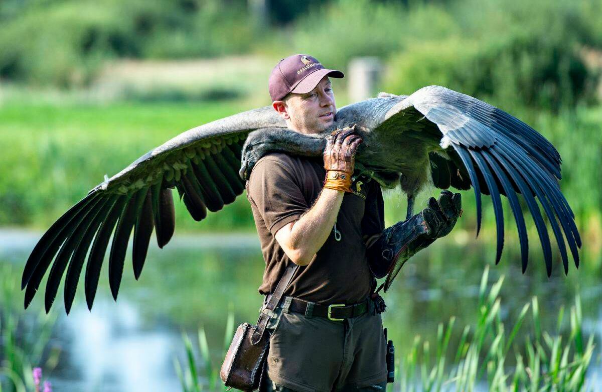 El entrenador de aves, Peter Wenzel, trabaja con el joven cóndor llamado Molina en la Reserva Eagle en Bindslev, en el norte de Jutlandia, Dinamarca, el 27 de agosto de 2019. Molina vino a la Reserva Eagle en noviembre de 2018 cuando era joven, y desde entonces ha sido entrenado todos los días por Peter Wenzel. Como adulto, tendrá una envergadura de 3,5 metros y pesará 15 kg, lo que lo convertirá en el ave rapaz más grande del mundo. (Foto por Henning Bagger / Ritzau Scanpix / AFP) / Dinamarca OUT
