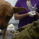 Maltrato animal en Santander