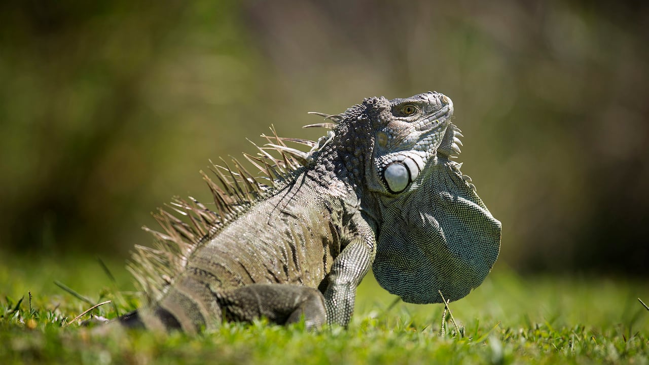 Las iguanas no están resistiendo las inclementes temperaturas.