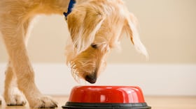 Estos son los riesgos de darle arroz a un perro