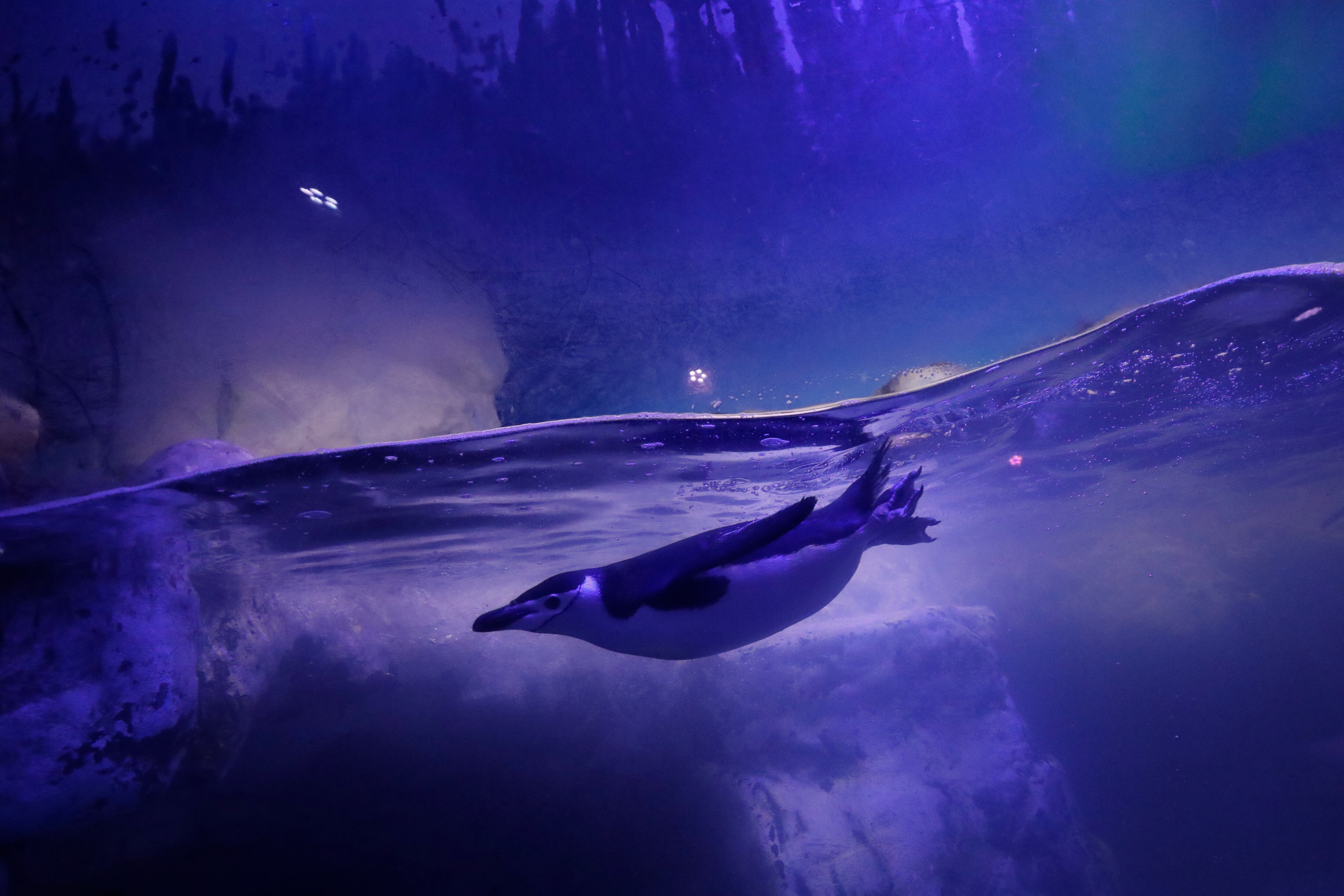 (AP Photo/Rebecca Blackwell)