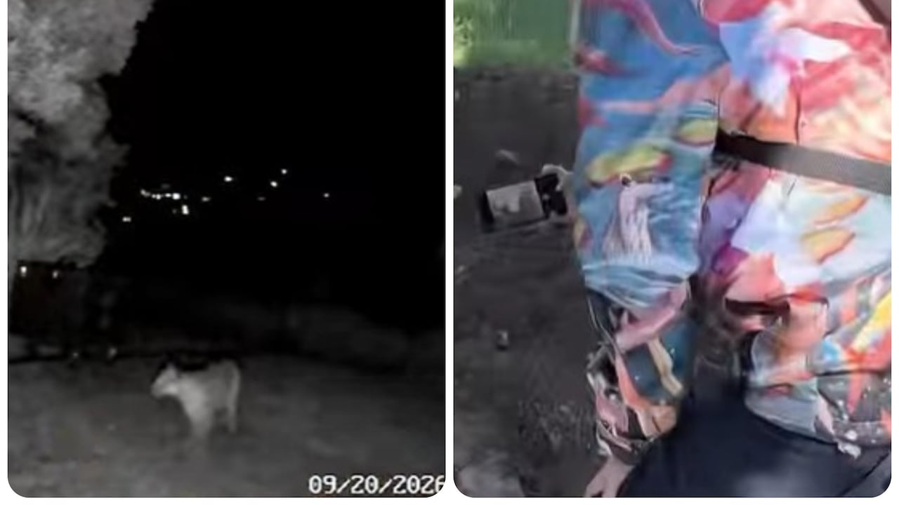 Investigan si ataques a ganado en La Calera son causados por un puma o por perros.