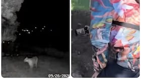 Investigan si ataques a ganado en La Calera son causados por un puma o por perros ferales.