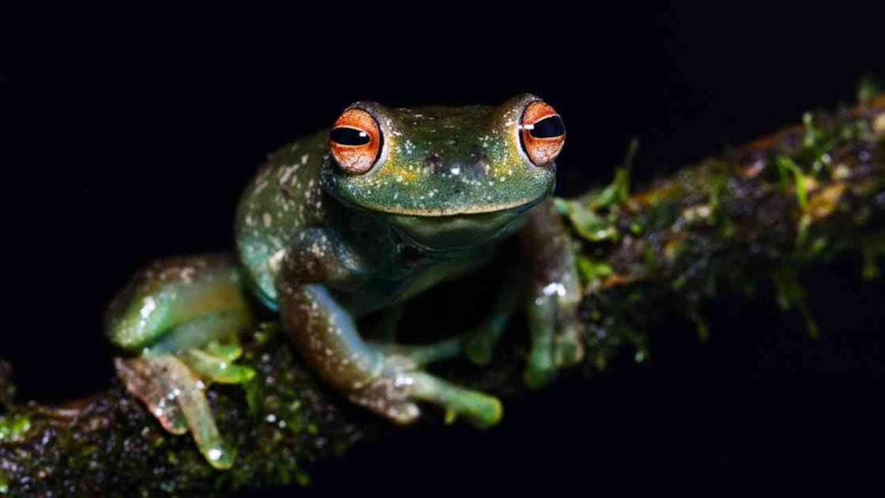 Rana Hyloscirtus palmeri. Foto: WCS Colombia.