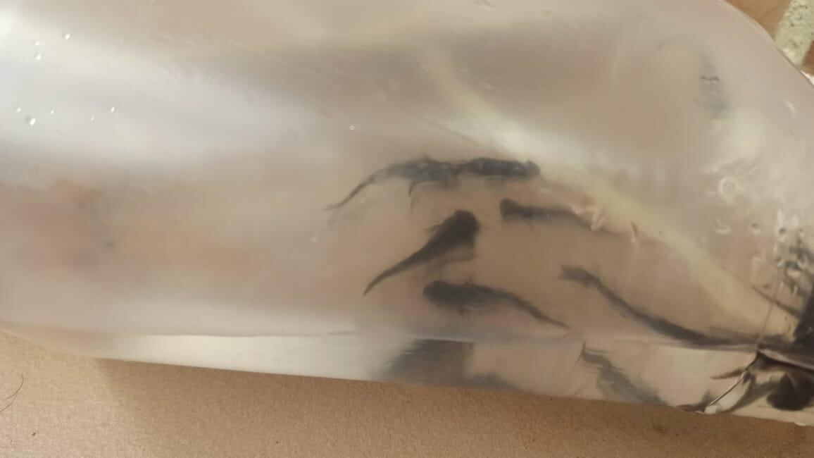 Tiburoncitos decomisados en Buga