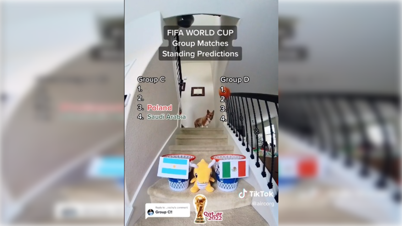 Corgi, el perro que predice los resultados del Mundial de Qatar 2022.