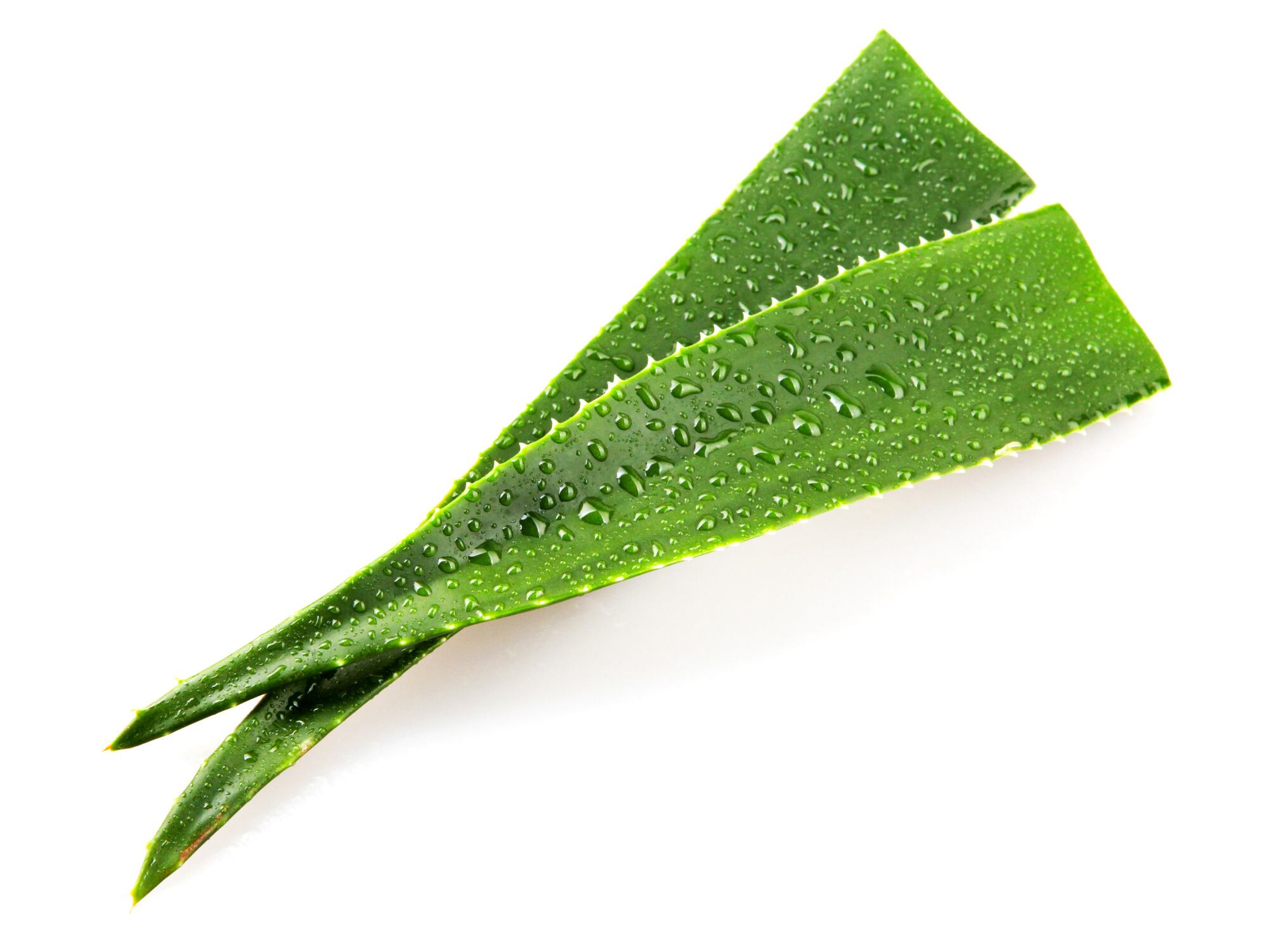 Aloe vera is a succulent plant species of the genus Aloe.
