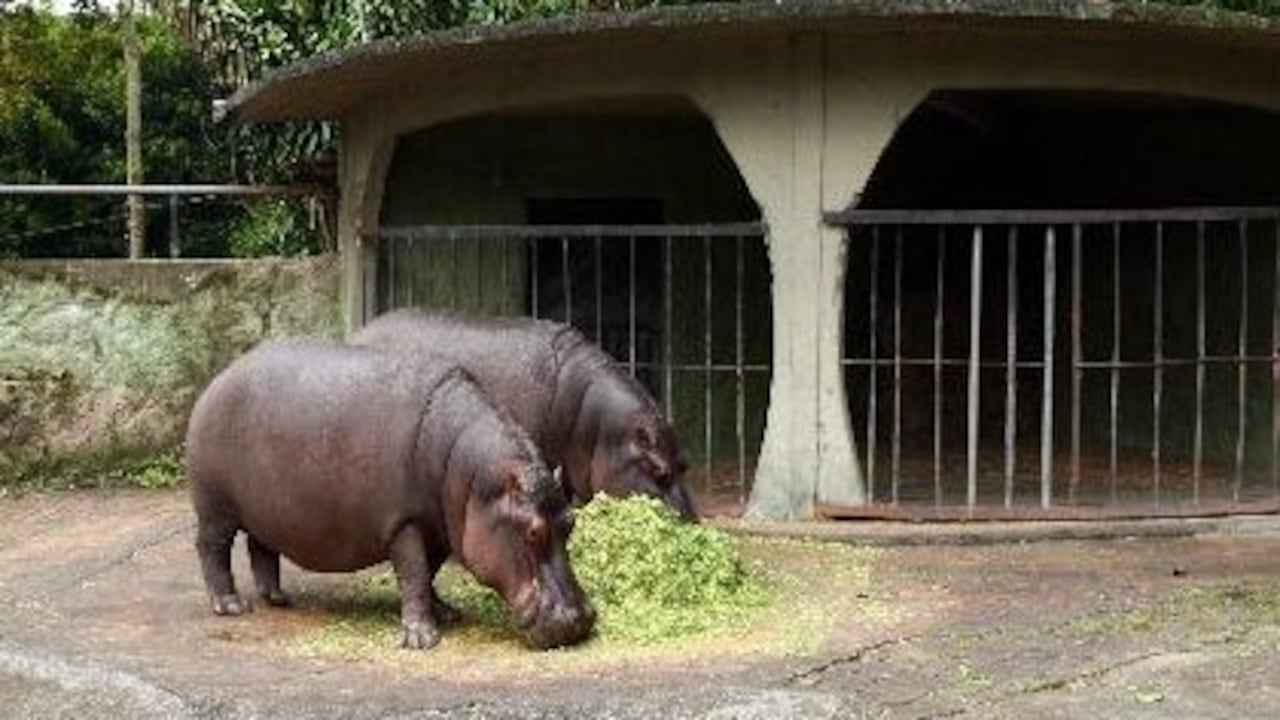 Si pudieran hablar, estos dos hipopótamos del zoológico de Mataecaña en Pereira habrían quizás protestado por la muerte de su congénere.