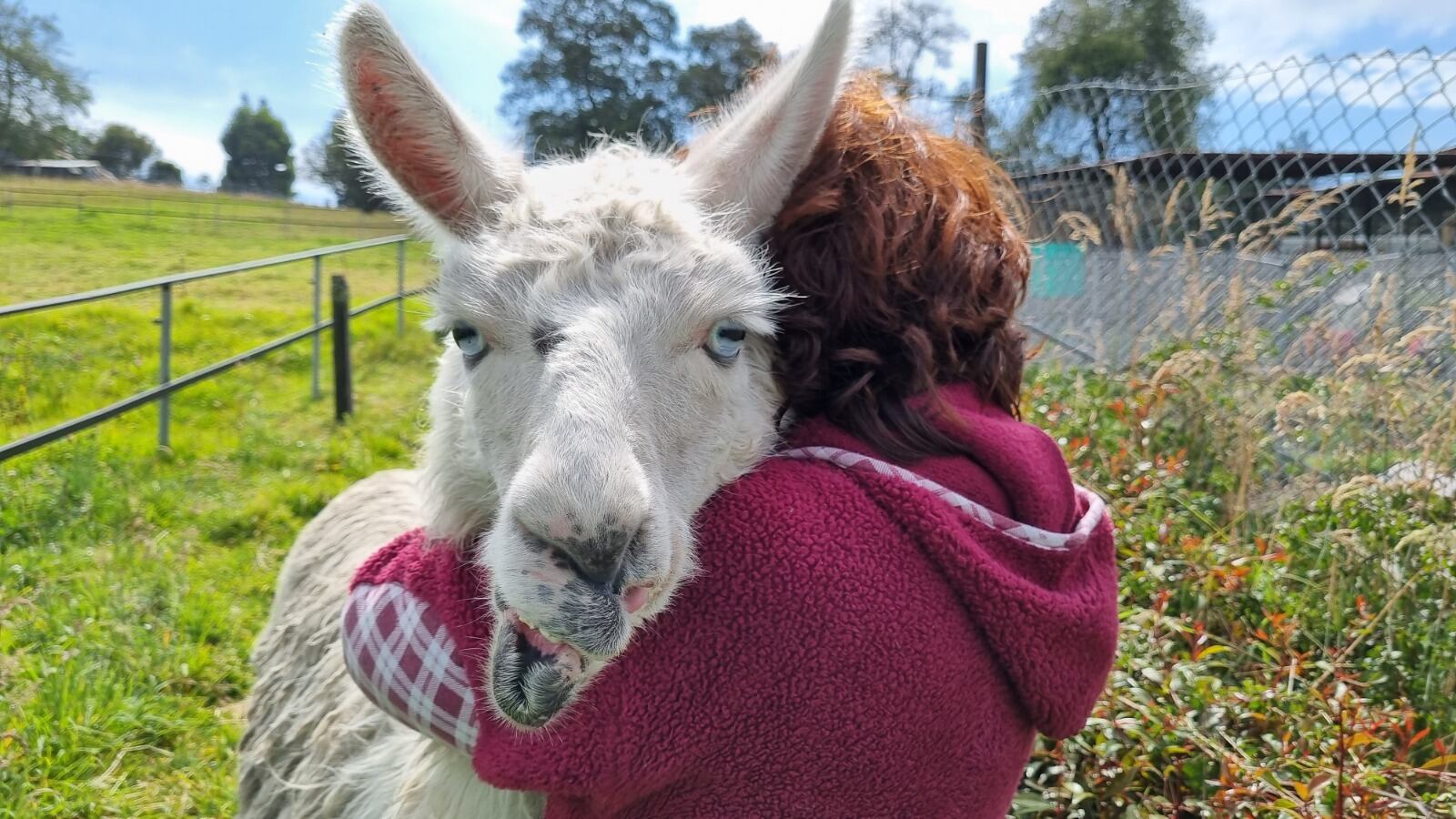 Goyo está muy bien de peso y fuerza, con una condición corporal de 4/5.