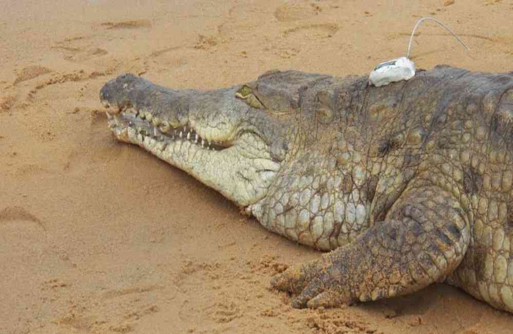 Foto: Ovidio González 