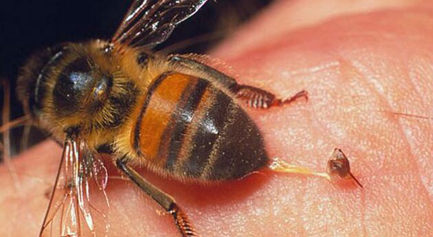 Los aguijones sirven como medicina alternativa.