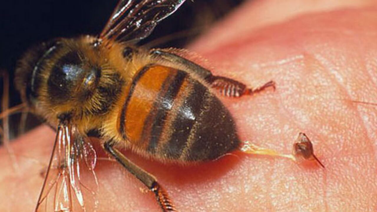 Los aguijones sirven como medicina alternativa.