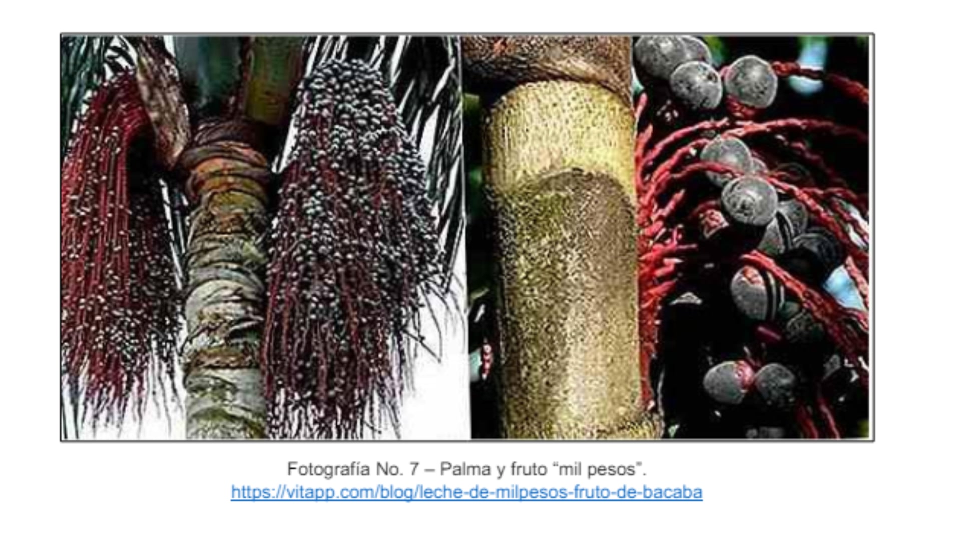 Este es uno de los frutos que los niños comieron para sobrevivir, se llama 'Mil pesos'.